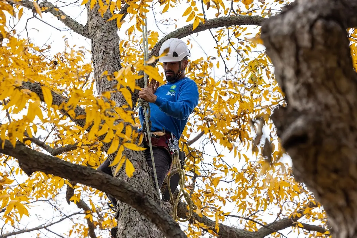 Skilled Tree Pruning crew working in Lacygne