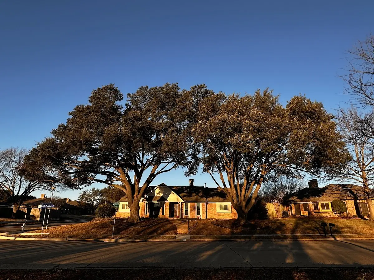 Established residential canopy tree shading a home in Lacygne